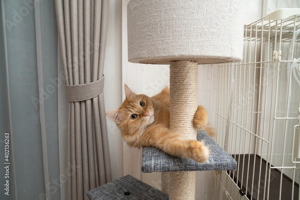 Obraz キャットタワーで遊ぶ猫（マンチカン）