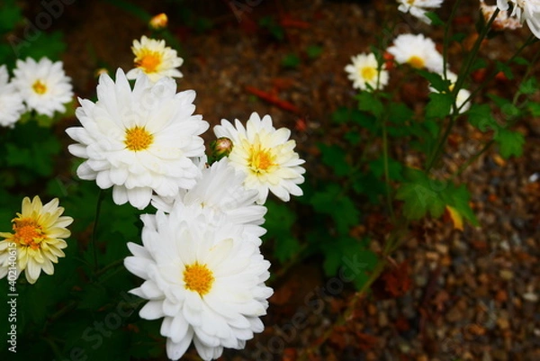 Fototapeta 白い菊の花