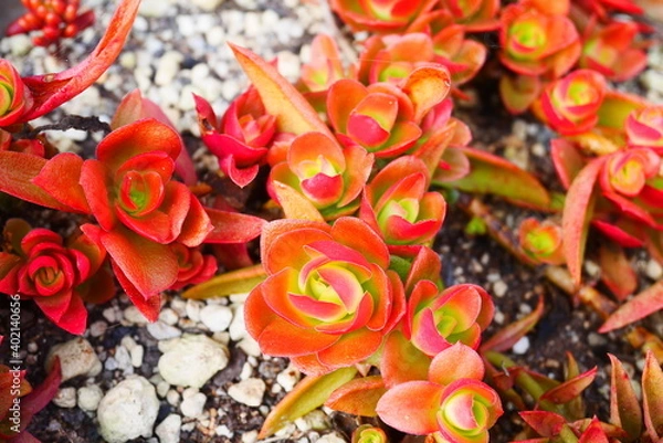 Fototapeta 多肉植物