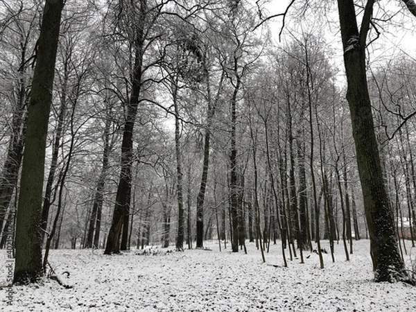 Obraz winter forest in the snow