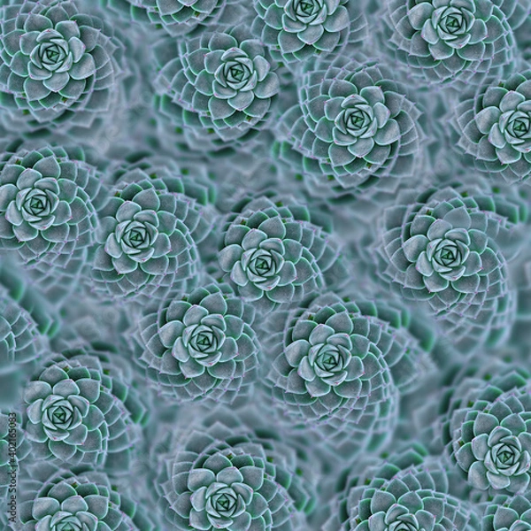 Obraz abstract background pattern with blue succulents