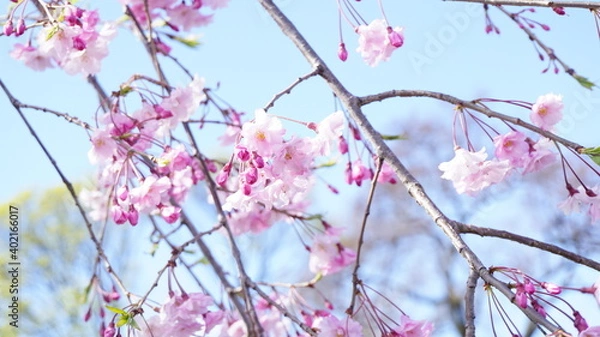 Obraz ピンクの桜