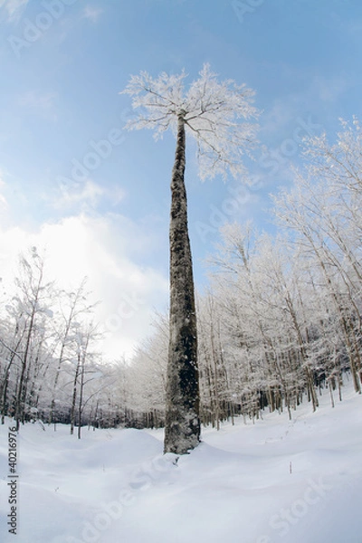 Obraz Winter tree landscape