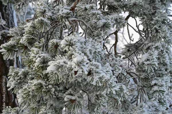 Obraz Looking up to a snow covered pine tree. 