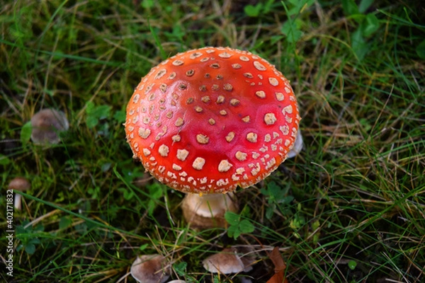 Obraz Toadstool poisonous  mushroom