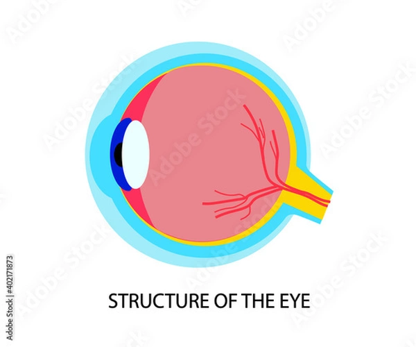 Fototapeta The structure of the human eye on a white background. Cartoon. Vector illustration.