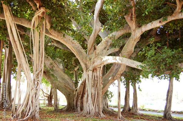 Obraz Jupiter Florida Tree