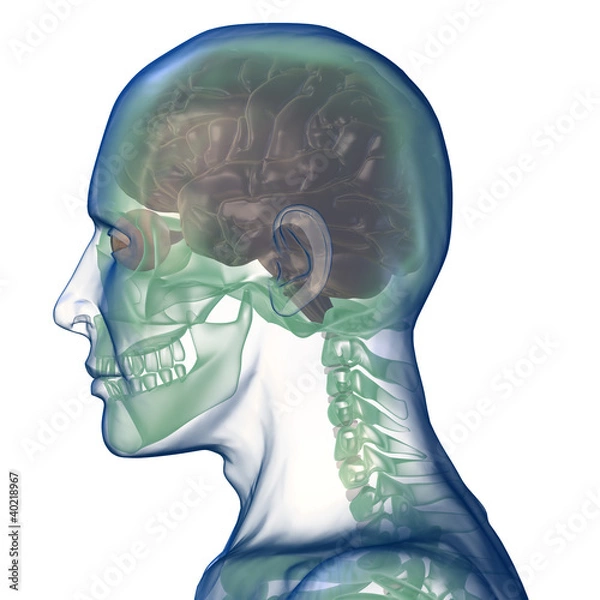 Obraz head x_ray right view