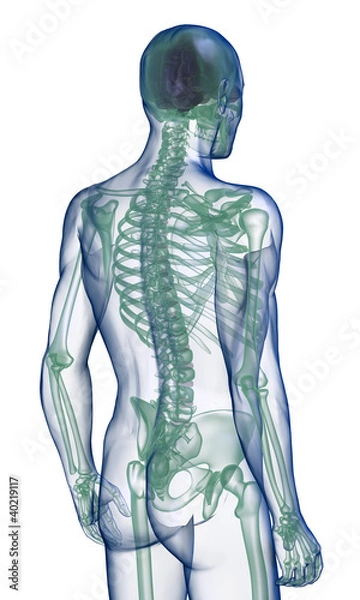 Obraz body x-ray, perspective back view on white