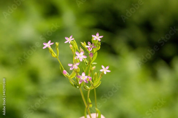 Fototapeta A focused photo of Centaurium erythraea - common centuary which grows in forests, meadows, and moors. This photo is from Turkey where is so wealthy about the species of plants. 