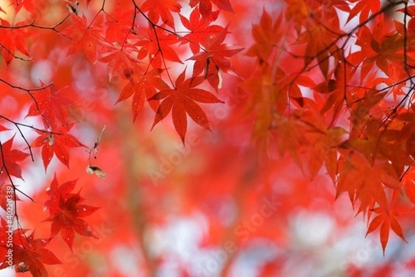 Fototapeta red maple tree background