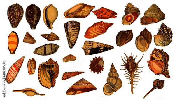 Fototapeta 29 Vintage Seashell Shell Illustration Graphic Element Vector Set