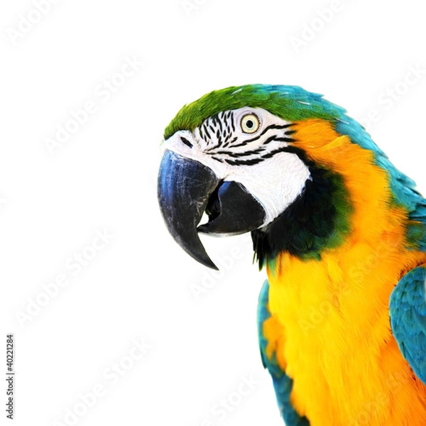 Obraz papuga