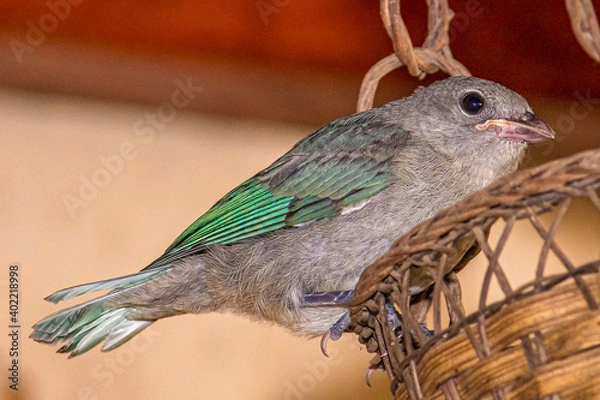 Obraz bird on a basket