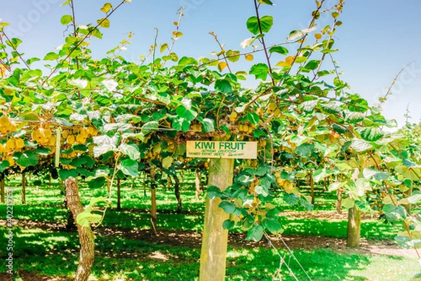 Obraz Kiwifruit farm