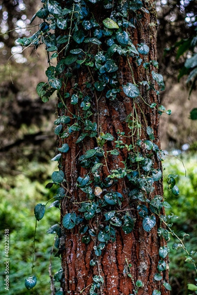Fototapeta tree in the forest