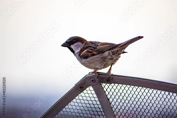Obraz Bird on an antenna