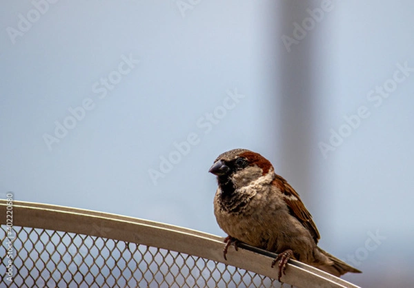 Obraz Sparrow on a fence