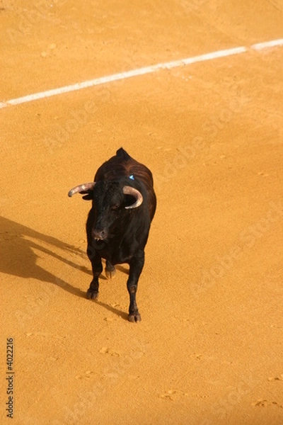 Fototapeta Stier