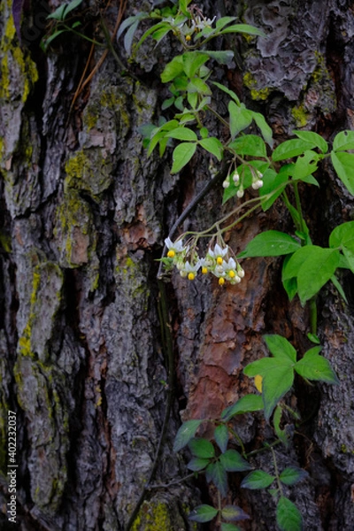 Obraz Flores y corteza