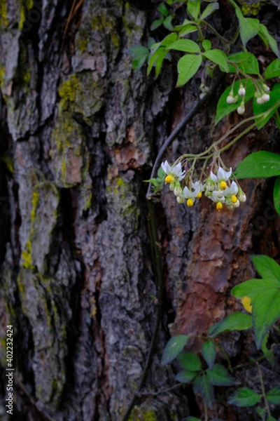 Obraz Flores y corteza