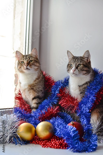 Obraz Christmas adorable fluffy tabby cats sitting on the windowsill in New Year's toys and tinsel on a white background