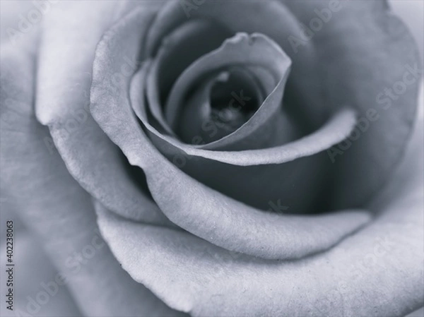 Fototapeta flower in black and white image, Rose petals flower plants and blurred background ,macro and old vintage style photo for card design, rose on black