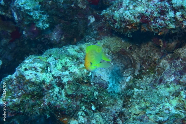 Fototapeta 奄美大島 No.17