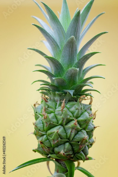 Obraz pineapple
