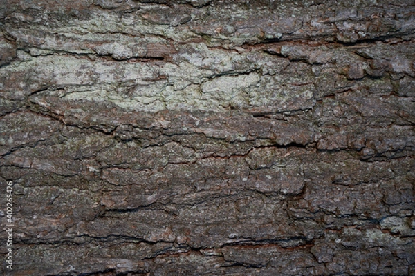 Fototapeta bark of a oak tree, close up, perfect for background. horizontal. Front view.