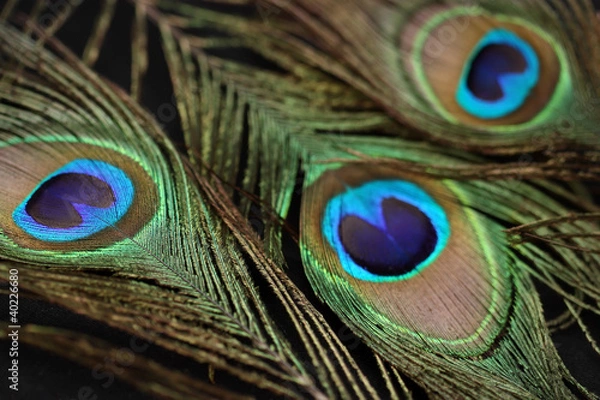 Obraz Красивые перья павлина