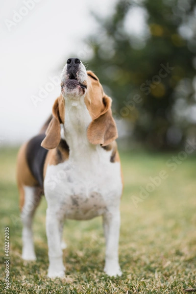 Fototapeta Beagle aullando en el césped
