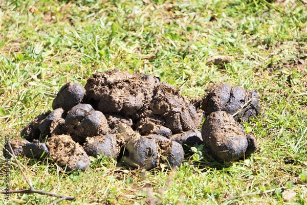 Obraz Buffalo shit on the grass field.