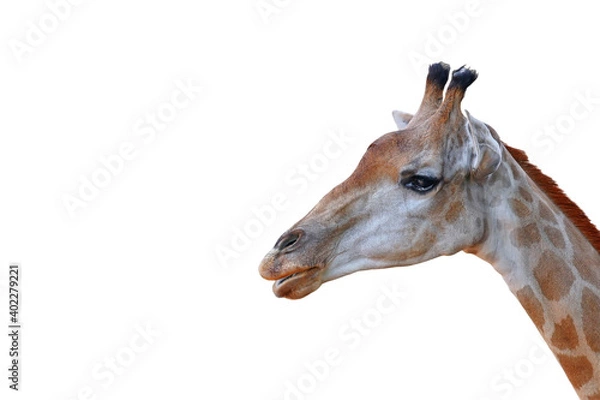 Obraz Giraffe on white isolated background.