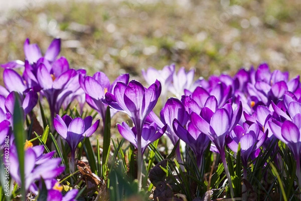 Fototapeta Frühling
