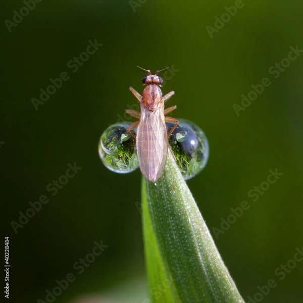 Fototapeta Frühling_02