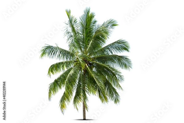 Fototapeta Coconut palm tree isolated on white background.