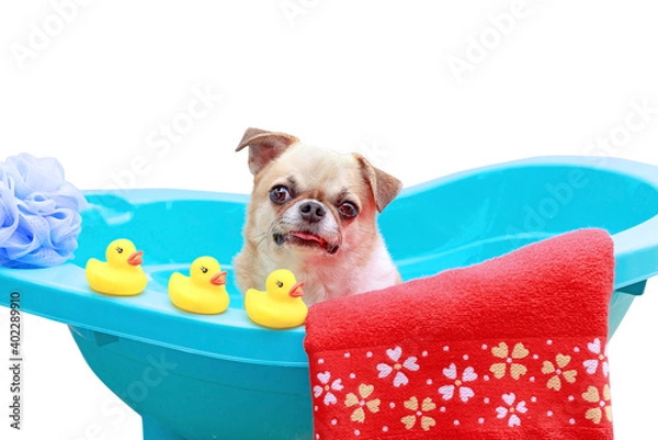 Obraz Dog taking a shower.