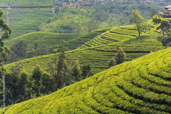 Fototapeta Wonderful view of well grown tea estates in the up country near Nuwara Eliya, Sri Lanka.