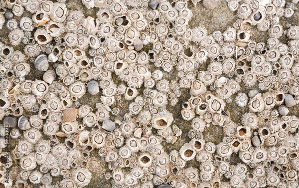 Obraz Tekstura morska