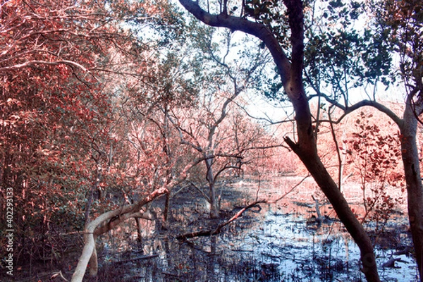 Fototapeta the forest