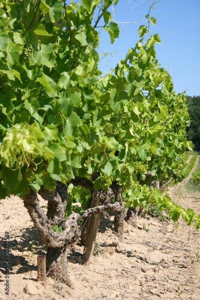 Fototapeta grape vines in vineyard