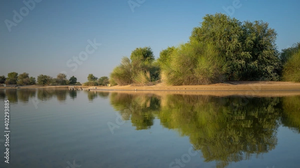 Fototapeta reflection of trees in the water