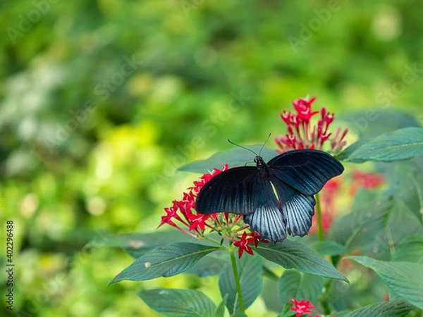 Fototapeta OLYMPUS DIGITAL CAMERA