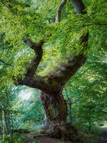 Obraz OLYMPUS DIGITAL CAMERA