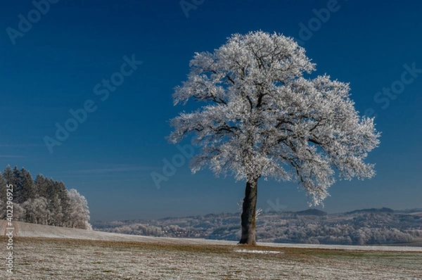 Fototapeta Winterfrost 