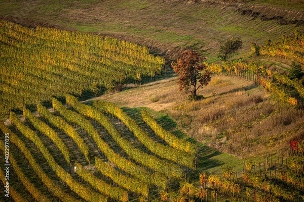 Obraz The lonely tree