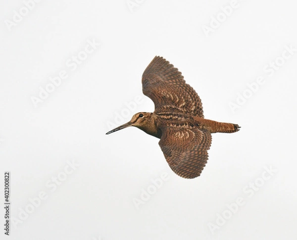 Obraz Eurasian Woodcock, Scolopax rusticola