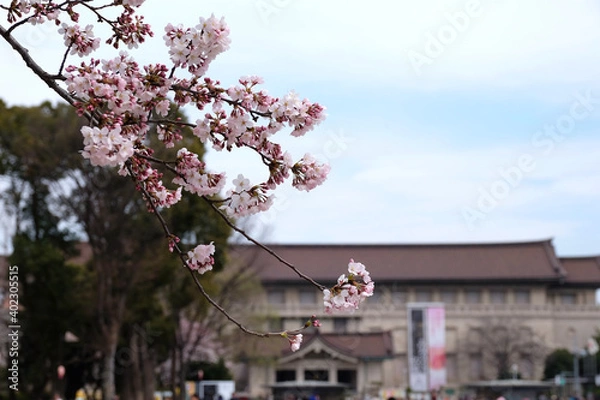 Obraz 東京上野の東京国立博物館前の桜の風景