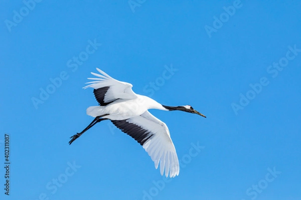 Obraz 優雅に舞うタンチョウヅル